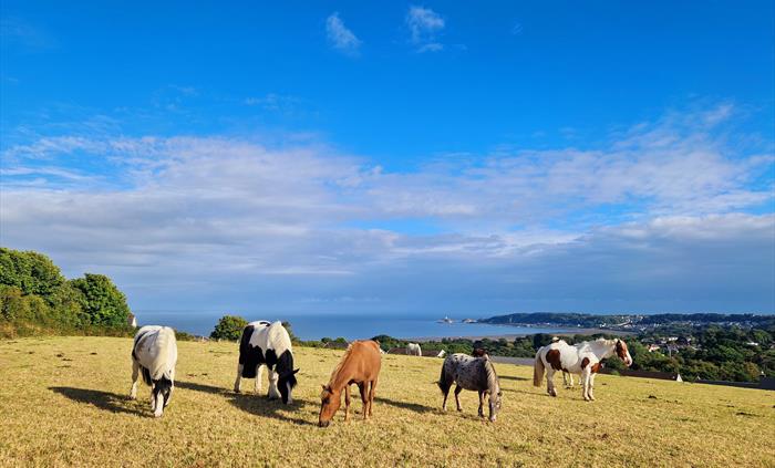 Horse riding stables onsite, stunning views over Swansea Bay